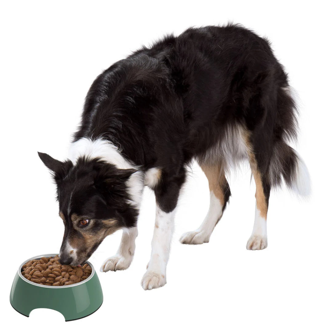 Zoofari Food Or Water Bowl